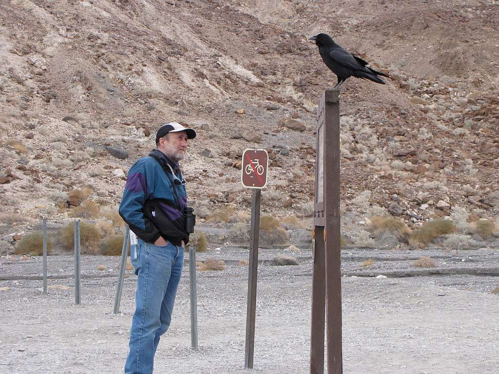Raven on sign