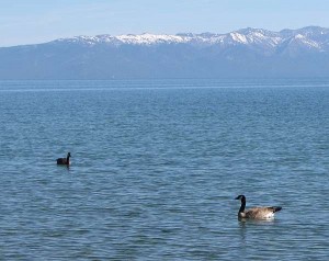 Geese on lake, mountain background