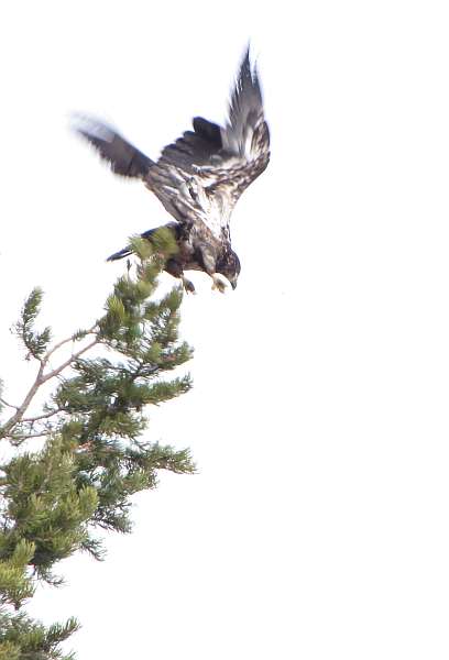 Immature Bald Eagle taking flight