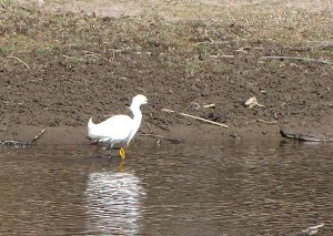 Smowy Egret wading