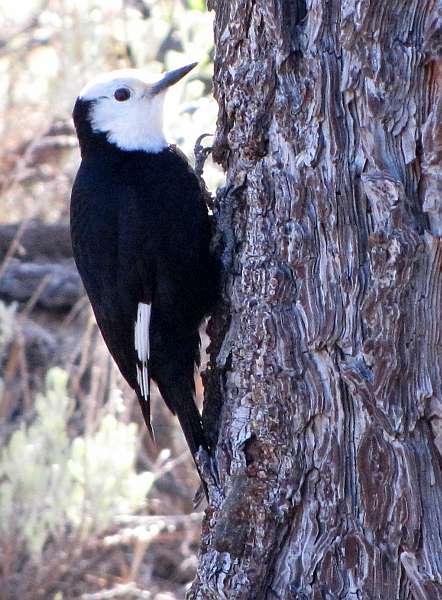 Female White-headed Woodpecker