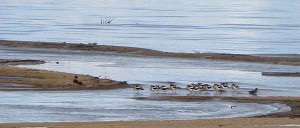 Flock of American Avocets and a Green-winged Teal