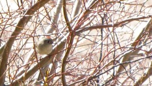 Kinglet showing red